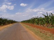 cesta kolem banánových plantáží